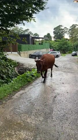 A brown cow walks down a wet, paved road in Stalinisubani, Georgia. The cow is in the foreground, facing left as it walks away from the camera. Its body is mostly visible, and it has small horns. The road is damp, suggesting recent rain.

In the background, there are houses and trees. One house is dark with a modern design, featuring a black exterior and a green hedge fence. Another house is partially visible further down the road. Several cars are parked on the side of the road, including a dark-colored sedan and a lighter-colored SUV. The sky appears overcast, indicating cloudy weather, and the lighting suggests it is late afternoon or early evening. The overall scene depicts a rural or semi-rural environment where livestock may roam freely.