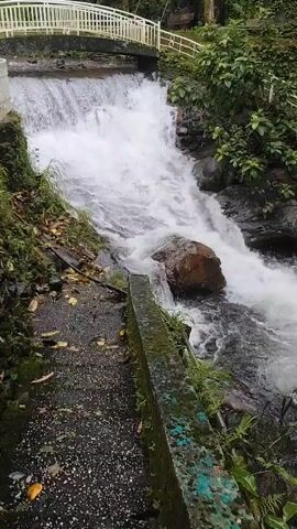 The video shows a waterfall cascading down rocks next to a path. A white arched bridge with railings is visible at the top of the waterfall. Lush green vegetation surrounds the area. The path is paved with gravel and has some fallen leaves. The water is white and foamy as it flows over the rocks.