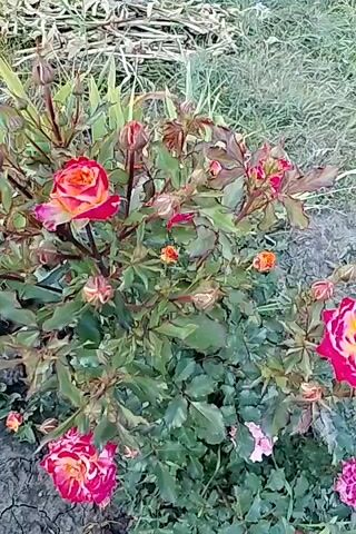A video clip shows a rose bush with multiple blooms of various colors, including pink, red, and orange. Some roses are fully open, while others are still in bud. The bush is surrounded by green leaves and some dry foliage. The background is blurred, suggesting an outdoor setting with plants and possibly soil. The camera pans slightly across the bush, highlighting different flowers.