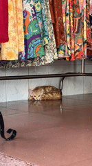 Kitten spotted playing in Vietnamese textile shop amid construction