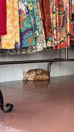 Kitten spotted playing in Vietnamese textile shop amid construction