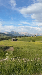 Summer afternoon in the Dolomites, alpacas and wildflower meadows