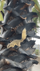 Squirrels and beach volleyball observed in early morning Pattaya