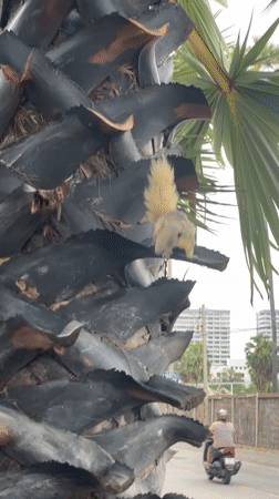 Squirrels and beach volleyball observed in early morning Pattaya