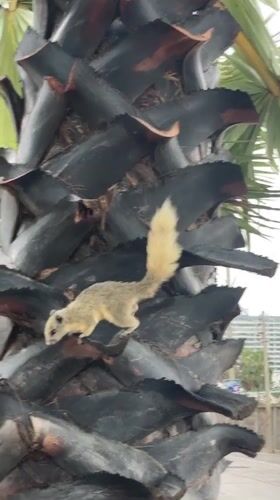 Squirrels and beach volleyball observed in early morning Pattaya