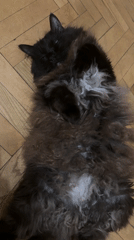 Cat rests on wooden floor in Sankt-Peterburg
