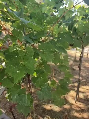 The video shows a vineyard with rows of grapevines. The grapevines are supported by posts and wires. The leaves are green and the grapes are small and green. The sun is shining and there are shadows on the ground. In the background, there are trees and bushes. The ground is covered with dry leaves and grass.