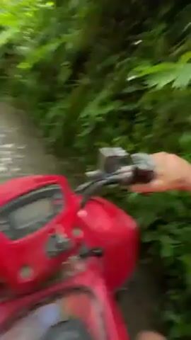 A man is riding a red ATV through a lush, green forest. He is wearing a gray t-shirt, sunglasses, and a red helmet. The camera angle is from the perspective of the rider, showing the handlebars of the ATV and the surrounding greenery. The man is smiling and appears to be enjoying the ride. Sunlight filters through the dense canopy of trees.