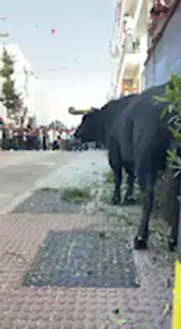 A large, black bull stands calmly on a stone-paved sidewalk in what appears to be a European town street. The bull is positioned near a building on the right, partially obscured by some green foliage. Its head is turned towards the left, looking down the street.

In the background, a crowd of people is gathered further down the street, seemingly observing the bull. More people are visible on the balconies of white multi-story buildings that line the street on the right. The buildings have traditional architecture with railings on the balconies. The sky is bright and clear, indicating it is daytime. The overall setting suggests a public event or festival in an urban environment. The context indicates the location is Vejer de la Frontera, Spain. The bull appears to be a participant in a bull-related event, possibly a "running of the bulls" or a similar display, given the spectator arrangement. There is audible background chatter and speech, consistent with a crowd at an event. No specific text is visible in the frame.