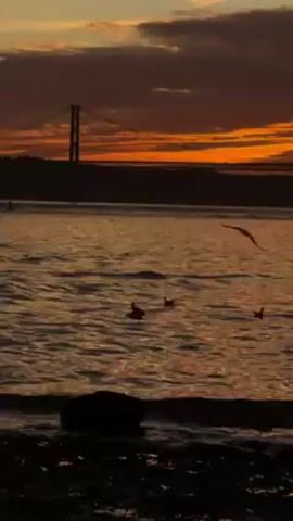 The video shows a sunset over a body of water with a bridge in the background. The sky is a mix of orange and dark clouds. The water is reflecting the colors of the sunset, and there are several birds flying and swimming in it. The foreground consists of a rocky shoreline.