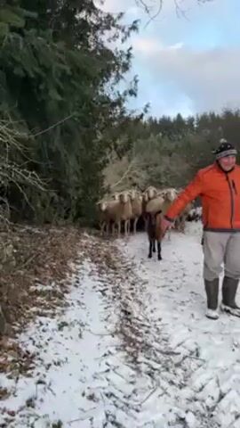 A man dressed in winter gear stands on a snow-covered path, with a herd of sheep behind him. The man wears an orange jacket, light-colored pants, a black beanie, and rubber boots. The sheep are mostly white, with one brown sheep standing in the front. The path is narrow, lined with trees and bushes. There is snow on the ground and on some of the branches. The sky is cloudy. The man is holding his arms out to the sides, seemingly guiding the sheep. The sheep appear to be moving forward on the path.