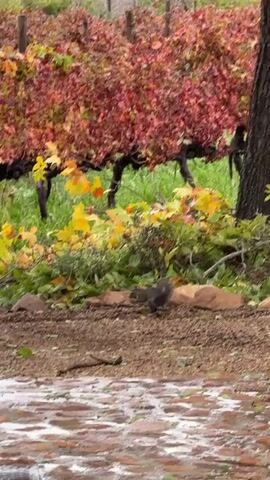 The video shows a grey squirrel on the ground in a vineyard during autumn. The squirrel is facing right and appears to be holding something in its paws. Behind the squirrel are fallen yellow and green leaves, as well as a few large rocks. Behind the rocks, rows of grapevines with red and orange leaves are visible. A portion of a tree trunk is visible on the right. The foreground shows wet brickwork.