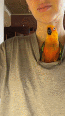 Woman with colorful parrot on shirt spotted in Khimki