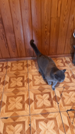 Afternoon Documentation Captures Cats, Flowers, Art, Selfies at Location