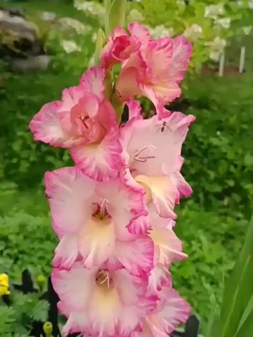 A close-up shot focuses on a tall spike of gladiolus flowers. The flowers are predominantly white with vibrant pink edges and creamy yellow centers. Some of the flowers are fully open, revealing their intricate petals, while others are still in bud. A small bee is visible on one of the upper petals. The background is a soft blur of green foliage and white hydrangeas, suggesting an outdoor garden setting. A dark, decorative fence is partially visible at the bottom of the frame, along with a few other plants. The lighting is soft and natural, highlighting the delicate beauty of the flowers.