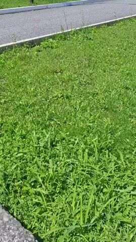 This video shows a panoramic view of a green area with a paved road and a building in the background. The camera pans across a lawn with several young trees planted in a row. The trees have white painted bases. Beyond the trees is a paved road with a white border. In the background, a multi-story building with a light-colored facade and red-tiled roofs is visible. The building is surrounded by green trees and a hillside. The sky is blue with a few white clouds. The overall impression is one of a well-maintained outdoor space, possibly a park or a residential area. There are no people or animals visible in the video. The lighting suggests it is daytime, with bright sunlight.