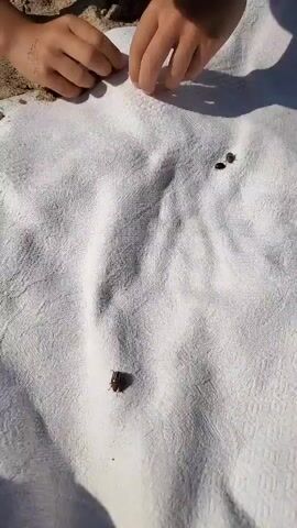A child's hands are shown near a white towel spread on a sandy beach. Several small, dark insects are visible on the towel, as well as on the child's arm. The child's arm is tanned and has some dirt or sand on it. The child's hands are interacting with the insects. The background shows more sand and a blurry view of the ocean. The overall scene suggests a child observing or playing with insects outdoors.