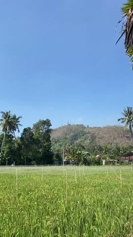 This is a vertical, outdoor video with a clear blue sky dominating the top half. The bottom half features a lush green field of rice paddies, with thin wooden stakes planted in rows throughout. In the mid-ground, there are trees, houses with red roofs, and a gentle, treed hill in the background. The hill has several structures resembling communication towers at its peak. Two palm trees are visible on either side of the frame, framing the landscape. The video appears to be a slow pan or slight camera movement across the scene, showing a rural landscape under bright daylight.