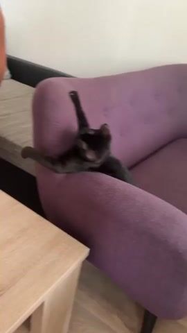 A black cat is playing with a person's hand on the armrest of a purple sofa. The cat is in a dynamic pose, with its front paws extended towards the hand and its back legs splayed. The person's hand is blurred, indicating movement. The scene takes place indoors, with a wooden table visible in the foreground and another sofa in the background. The lighting is bright, suggesting daytime.