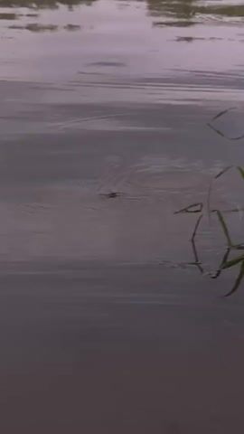 This is a short video clip showing a close-up of a body of water, likely a pond or slow-moving river. The water's surface is calm, with subtle ripples emanating from a small, dark object in the center of the frame. This object appears to be a water strider, an insect that is able to walk on water. The lighting suggests it is either early morning or late evening, as the light is soft and diffused, casting a muted tone over the scene. The background shows a blurry reflection of what might be vegetation or the sky, further indicating a natural outdoor setting. The overall mood is peaceful and serene, capturing a moment of quiet observation of nature. There is no visible text in the video. The location context of Павлодарское, Kazakhstan, places this scene in a region known for its natural landscapes, which would align with the observed environment.