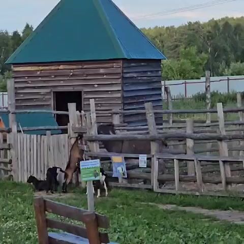 A rustic wooden structure with a green, gabled roof serves as a shelter for goats in an outdoor enclosure. The enclosure is made of rough-hewn wooden logs and planks, with a fence surrounding it. Several goats are visible within the pen. One goat, a young brown and white kid, stands on its hind legs, reaching up towards the entrance of the shelter. Two black goats are clustered to the left, one appearing to be a kid lying down, and another standing behind it. A larger, dark-colored goat is visible in the background, inside the shelter.

Attached to the fence are two informational signs. The sign on the left has a picture of a goat and some text, possibly providing information about the animals. The sign on the right also features imagery, but the text is not clearly legible.

In the foreground, a wooden bench is partially visible, suggesting this is an area where visitors can observe the animals. The ground is covered with green grass and some small white wildflowers. Beyond the enclosure, a line of trees forms a backdrop, with a subtle indication of a fence in the distance. The sky above is a soft, hazy blue, suggesting either early morning or late afternoon lighting. The overall atmosphere is tranquil and rural.
