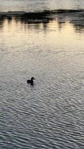 The video shows a single duck swimming on calm water. The water reflects the sky, which is a pale yellow, suggesting it is either sunrise or sunset. In the background, there is a dark line of trees. The camera pans slightly throughout the video.