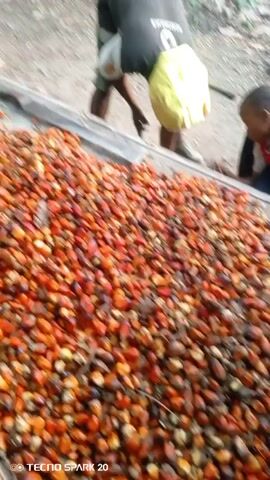 The video shows two people outside, possibly working with palm fruit. An adult is bending over, wearing a black shirt, shorts, and a yellow bag. A younger person is kneeling next to a large pile of palm fruits. The fruit is orange and red. They are in a wooden container. The background shows a forest with trees and dirt. The video is taken at a close angle, and the phone may be moving slightly. The lower left corner of the screen has the text "Tecno Spark 20".