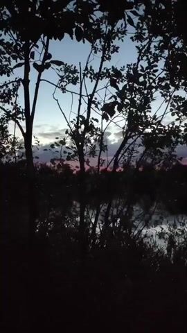 The video shows a silhouette of trees and bushes in the foreground against a twilight sky. The sky is a gradient of blue and pink, with some clouds visible. A body of water, likely a lake or river, is visible in the background, reflecting the sky. The overall mood of the video is peaceful and serene.