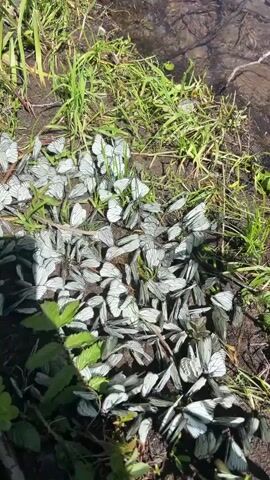 The video begins with a close-up view of a large swarm of white butterflies gathered on the ground near the edge of a body of water. The butterflies are densely packed together, with some also seen flying above them. As the camera pans and zooms out, the scene transitions to show many of these white butterflies flying over the surface of a clear river. The river is surrounded by lush green trees and hills under a bright blue sky. The video captures the natural beauty of a large number of butterflies in their habitat, emphasizing their graceful flight and the serene environment.