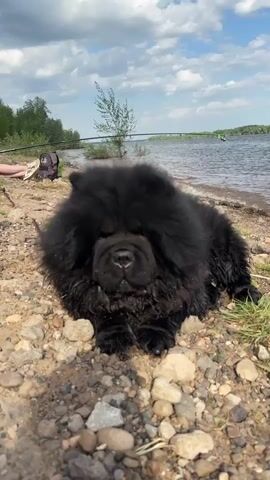 A low-angle, medium shot shows a wet, black Chow Chow dog lying on a rocky beach next to a lake. The dog is panting slightly, looking directly at the camera. Behind the dog is the lake, with choppy water and some trees lining the opposite shore. In the background to the left, a person's legs are visible, stretched out next to a fishing bag and fishing rod. The sky is blue with scattered white clouds.
