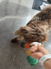 Dog plays with plush toys in Mexican backyard