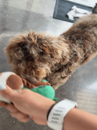 Dog plays with plush toys in Mexican backyard
