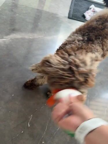 Dog plays with plush toys in Mexican backyard
