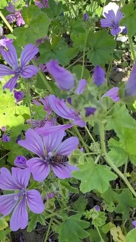 A close-up video shows a bee on a purple flower. The bee is facing right, and its body is mostly visible. Pollen is visible on the bee's head. The flower has five petals, and each petal has dark purple veins. The background is blurred and shows green leaves and more purple flowers. The lighting is natural, and the scene appears to be outdoors. The video is static.