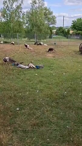 The video shows an outdoor area with a grassy lawn and trees. Several peafowls are visible scattered across the lawn. Some are standing, while others are lying down. There's also a horse-drawn cart in the background, and a house and fence further in the distance. The sky is cloudy.