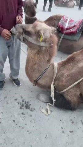 A person wearing a maroon hoodie and grey sweatpants stands to the left, holding the reins of a camel. The camel, which is lying down, has a red and white saddle blanket on its back and a halter on its head with a yellow tag. Several other camels, also lying down with saddles, are visible in the background, along with a few people standing and walking around. The ground is sandy and dusty, and there are mountains in the distance under an overcast sky.