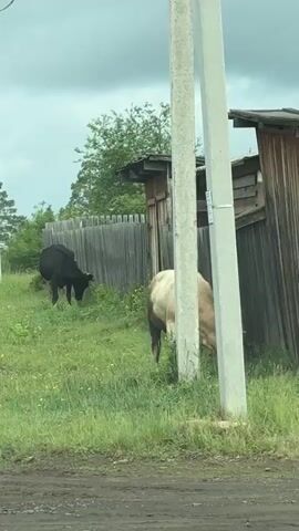 The video shows two cows grazing in a grassy area next to a wooden fence and a weathered wooden structure. One cow is black and is further up the incline, while the other is a lighter color with brown markings and is closer to a utility pole. The black cow briefly lifts its head and then moves forward. The sky appears overcast.
