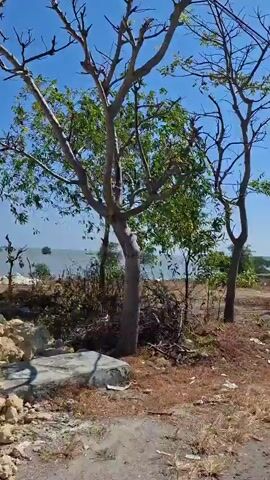 The video captures a car's perspective of a journey on a paved road under a clear blue sky. The road is lined with trees and vegetation on both sides. In the distance, a body of water is visible with trees emerging from it. The road surface shows signs of wear and tear with visible potholes. The vegetation appears dry in some areas, suggesting a possibly arid or dry season. The movement of the camera indicates the vehicle is in motion, possibly traveling at a moderate speed. No people or other vehicles are clearly visible in the frame.