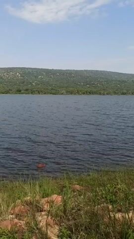 The video shows a view of a lake on a sunny day. The lake's water is dark blue and slightly rippled. In the background, there is a gently sloping hill covered in green vegetation. The foreground features a grassy bank with a variety of green plants, including some tall, umbrella-shaped plants with thin stalks. There are rocks visible among the grass. The sky is blue with some white clouds.