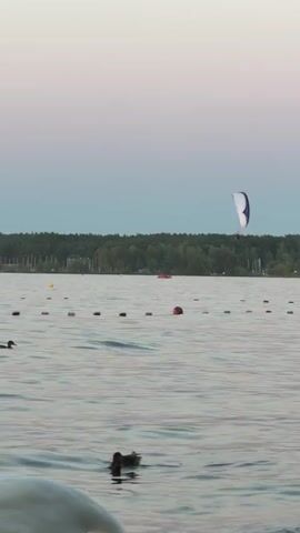 The video shows a body of water with buoys marking a perimeter on the surface. In the background, a dense line of trees forms the shoreline. The sky above is a gradient of soft colors, transitioning from light pink near the horizon to a pale blue. A kite with white and blue sections is visible in the air, positioned above the water and against the backdrop of the trees. The water itself has ripples, suggesting a light breeze. A duck is swimming in the foreground, moving from left to right. The overall scene appears calm and serene, possibly during sunrise or sunset.