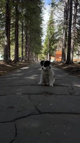 A small, black and white puppy sits on a cracked asphalt road bordered by tall pine trees in a wooded area.  The path leads into the distance between the trees, with some small buildings visible off to the side.  The sky is visible between the trees. The puppy sits still, looking to the left.