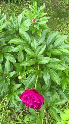 A pink peony in bloom is shown up close. Water droplets can be seen on the petals. The flower is surrounded by lush green leaves. The background is blurred, suggesting a garden setting.