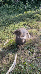 Kittens playing and lounging in a sunny grassy area