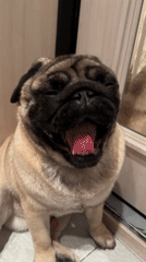 Pug mid-yawn on a home floor in Kildinstroy
