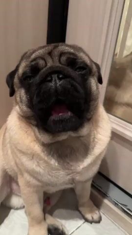 A pug dog sits on the floor, its mouth open as if yawning. The dog's tongue is visible, and its eyes are closed. The background appears to be a room with a wooden door and a mirror. The lighting is soft and diffused.