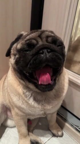 Pug mid-yawn on a home floor in Kildinstroy
