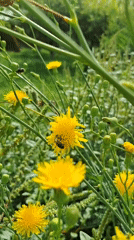 Bees, wildflowers, and countryside scenes in rural Kyrgyzstan