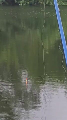 The video shows a close-up of a fishing rod and line in a body of water. A fishing float, which is red and yellow, is visible in the water. The water is calm and reflects the green trees on the opposite bank. The fishing rod is blue and extends out of the frame on the right side. The fishing line is thin and yellow. The video is static, with no movement other than the slight ripples on the water.