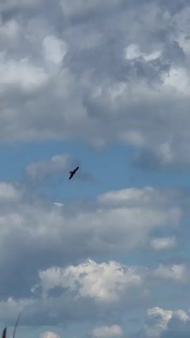 The video shows a bird flying in a cloudy sky. The bird is silhouetted against the clouds and appears to be soaring. There are also some indistinct objects in the foreground that may be plants.