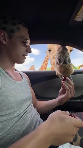 A man in a grey tank top, glasses, and tattoos on his arm and leg is shown inside a car, smiling and laughing. His hair is styled with light-colored strands. A giraffe's head is visible through the open car window, its long, dark tongue extended, reaching towards the man's hands. Another giraffe can be seen in the background under a bright blue sky with white clouds. The man holds a small red object, possibly food, in his right hand. At 0:03, another hand enters the frame, offering something to the giraffe, which then makes contact with the man's finger. The scene depicts a close, cheerful interaction with a giraffe, likely at a drive-through safari park in Fasano, Italy. Unreadable text is visible on the car's sun visor.